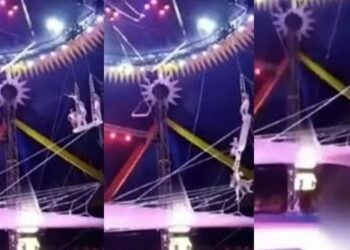 VIDEO. Show de horror: trapecista cae al vacío en pleno espectáculo